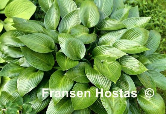 Hosta Devon Green